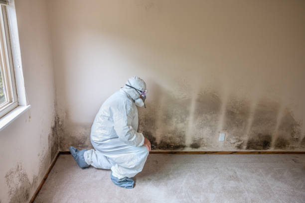 Mold Testing and Removal in Queen Anne, MD