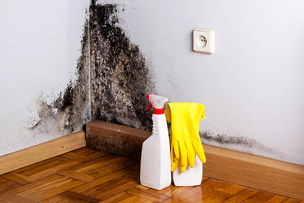 Best Attic Mold Removal  in Queen Anne, MD